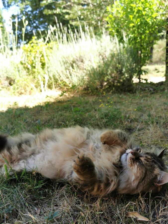 Quatre Chats Sous Un Pin Le Thoureil Ngoại thất bức ảnh